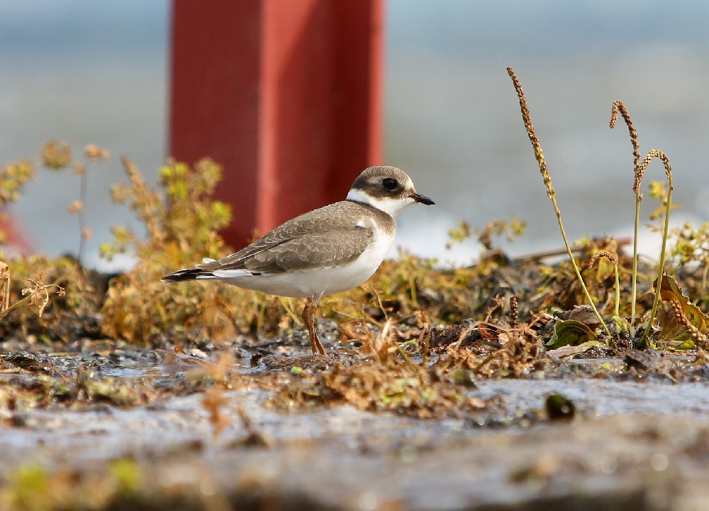 juveniler Sandregenpfeifer (Charadrius hiaticula)