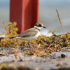 juveniler Sandregenpfeifer (Charadrius hiaticula)