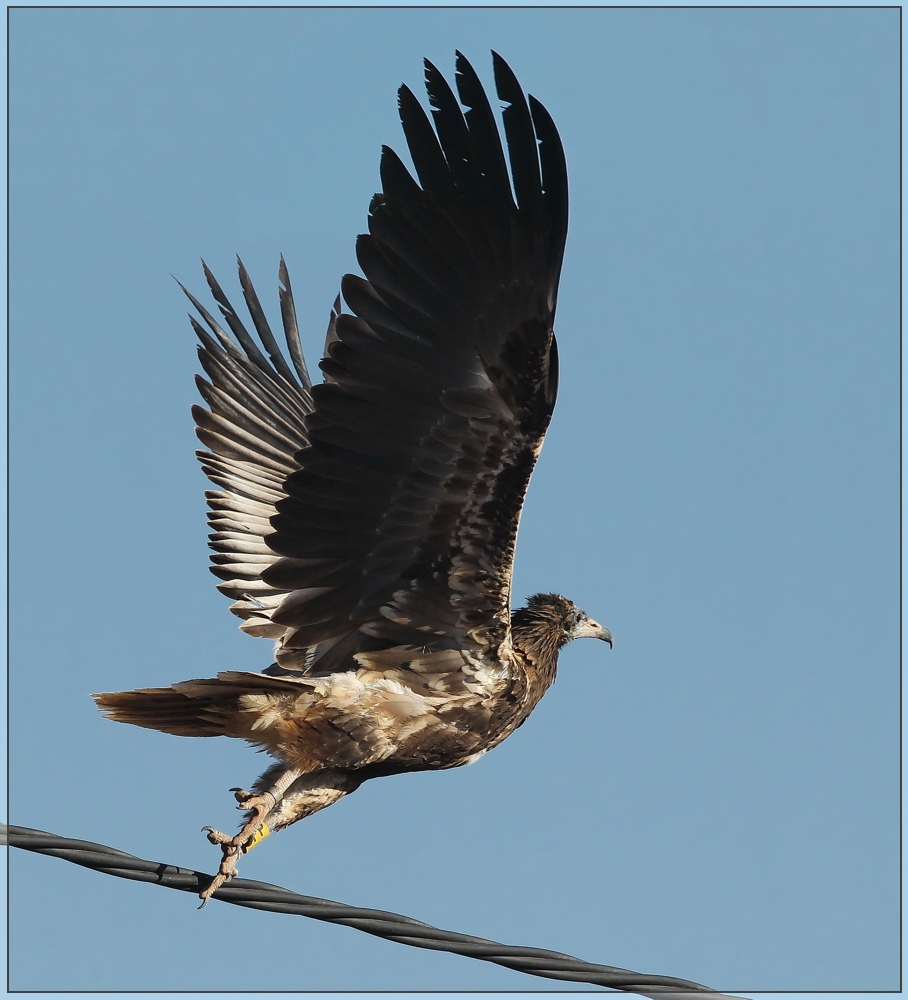 Juveniler Schmutzgeier Abflug