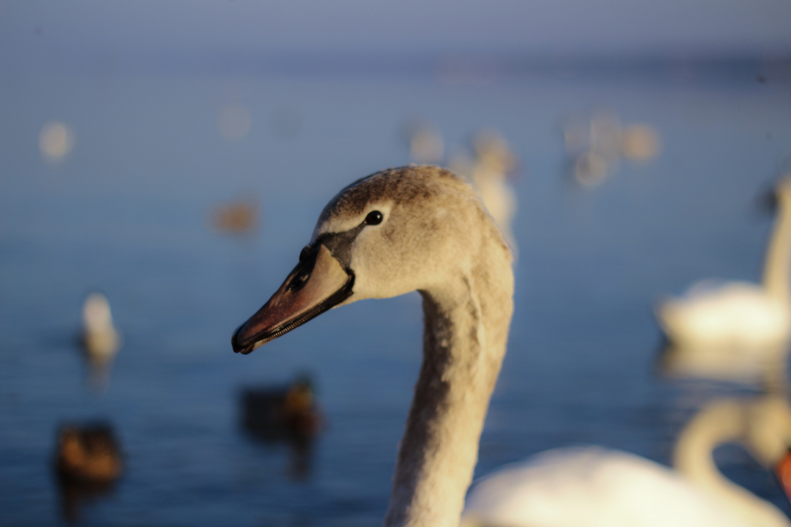 Juveniler Schwan - Konstanz Bodensee