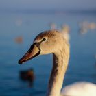 Juveniler Schwan - Konstanz Bodensee