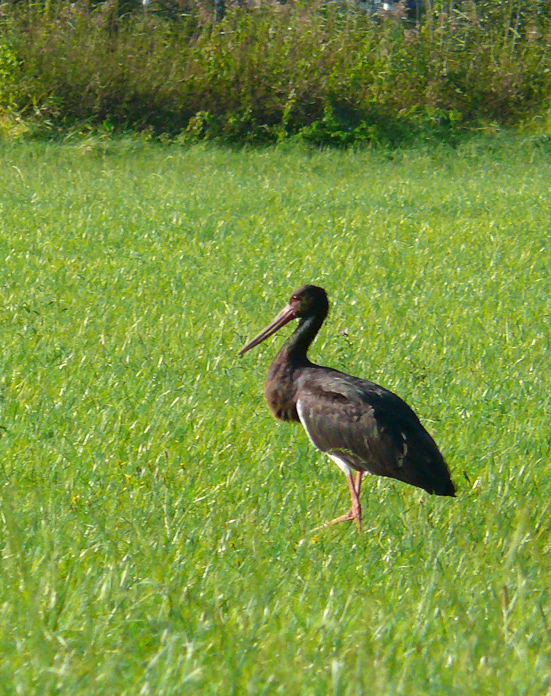 juveniler Schwarzstorch in freier Wildbahn