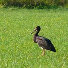 juveniler Schwarzstorch in freier Wildbahn