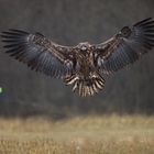 juveniler Seeadler