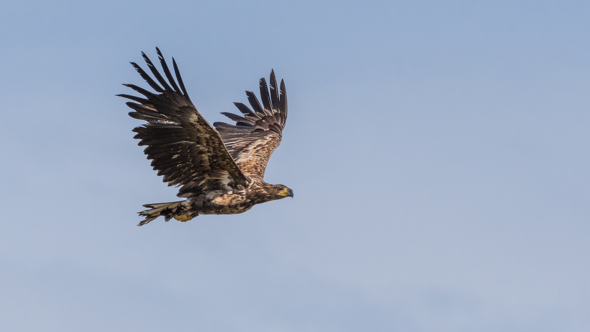 "Juveniler Seeadler 2023"