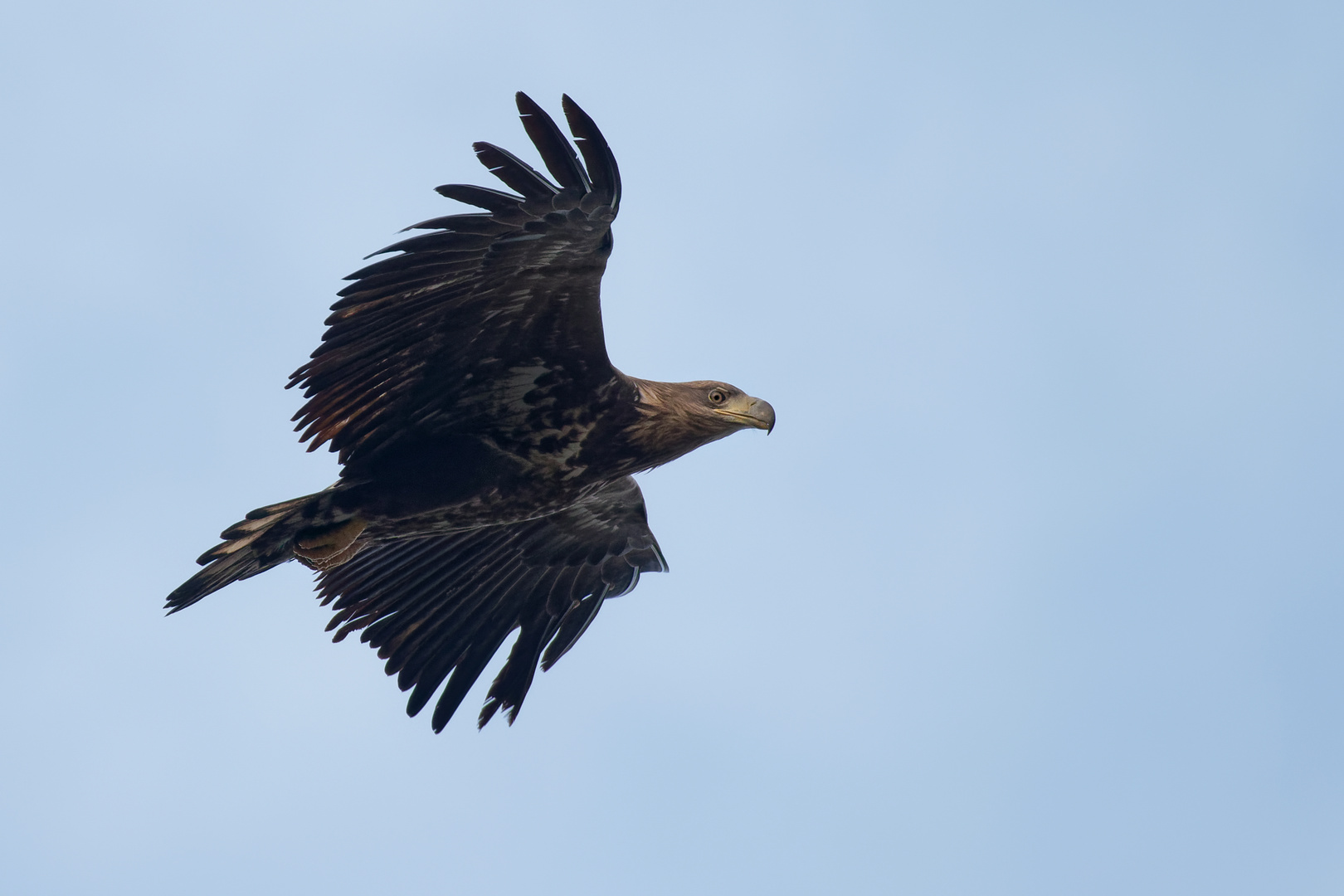 Juveniler Seeadler