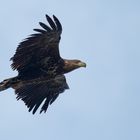 Juveniler Seeadler