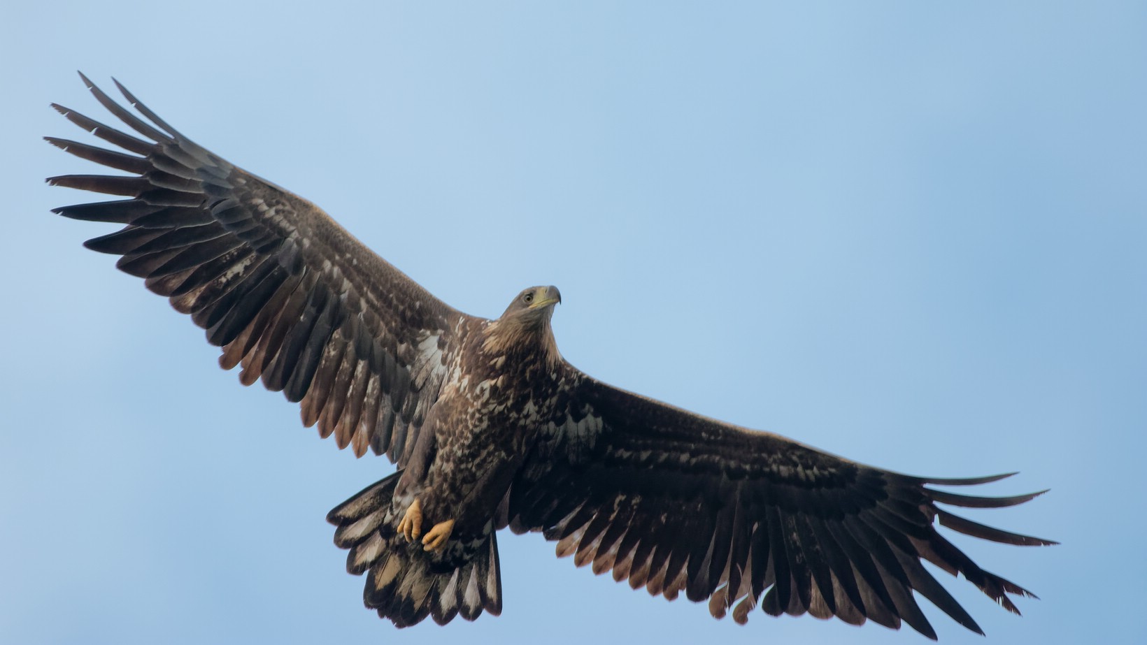 Juveniler Seeadler 