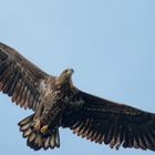 Juveniler Seeadler 