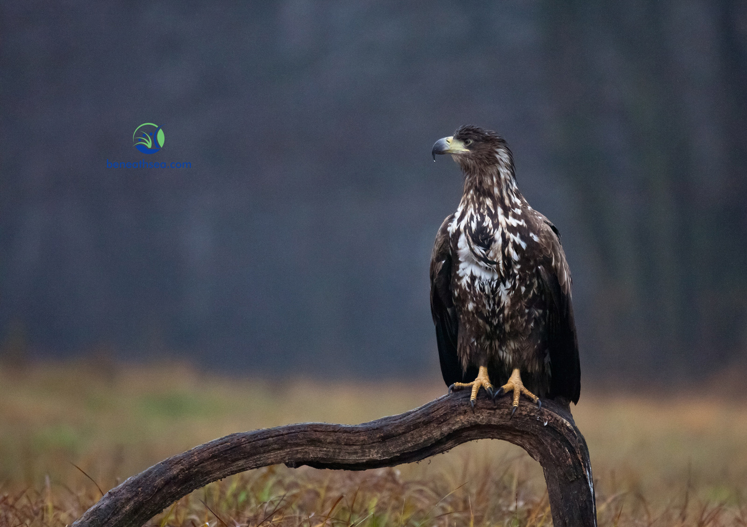 juveniler Seeadler