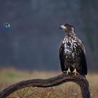 juveniler Seeadler