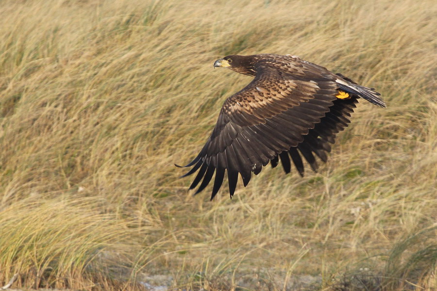 Juveniler Seeadler auf Helgoland