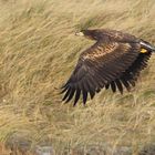 Juveniler Seeadler auf Helgoland