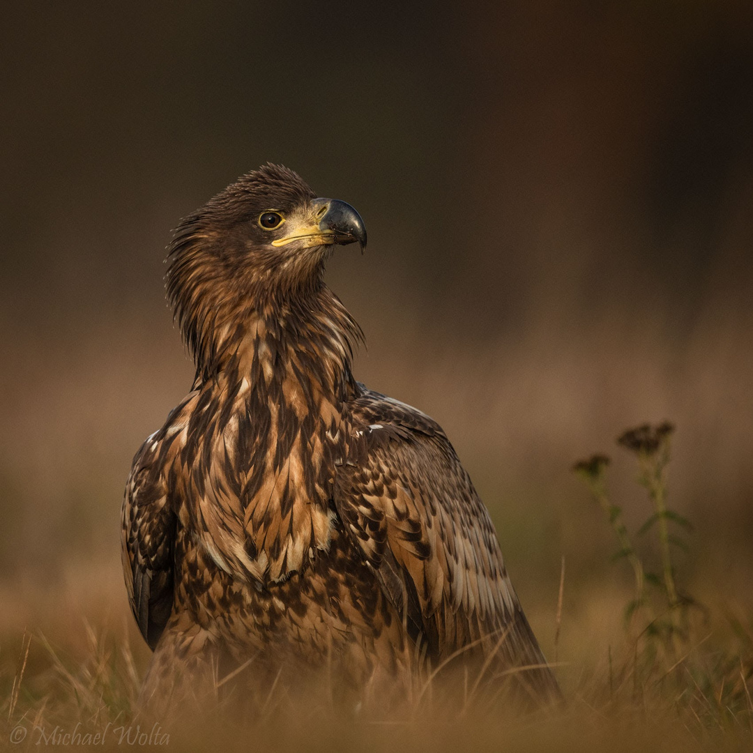 Juveniler Seeadler