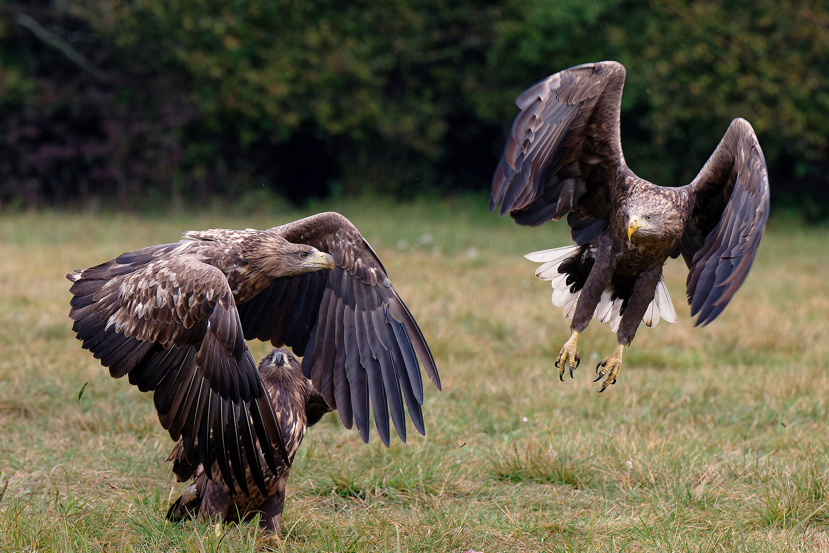 Juveniler Seeadler beobachtet einen Streit der Altvögel