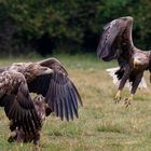 Juveniler Seeadler beobachtet einen Streit der Altvögel