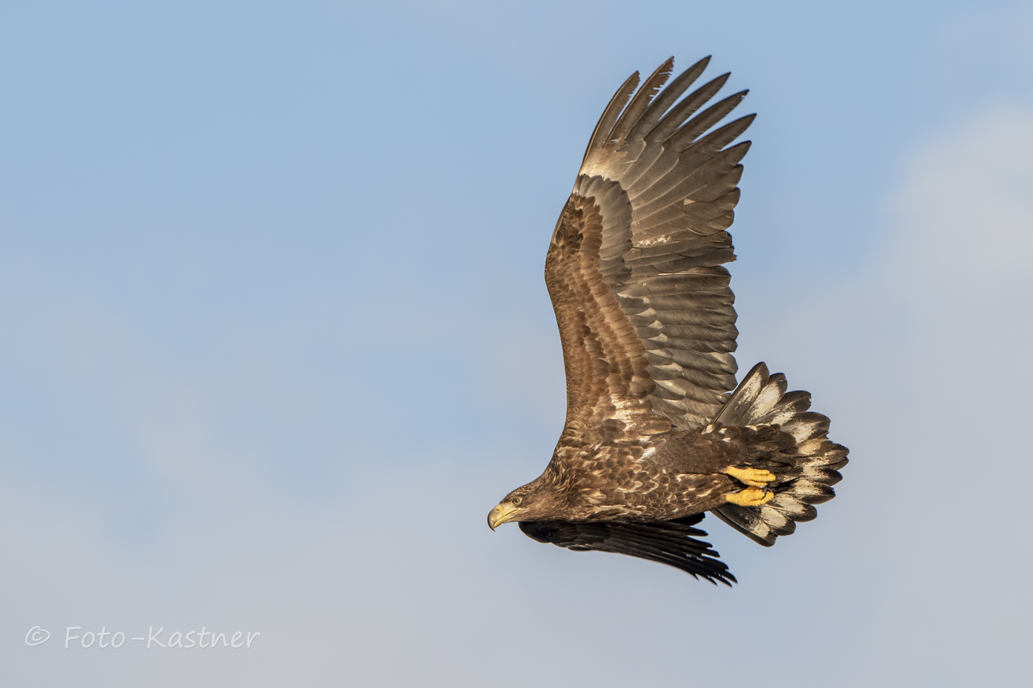 juveniler Seeadler (Haliaeetus albicilla) 