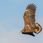 juveniler Seeadler (Haliaeetus albicilla) 