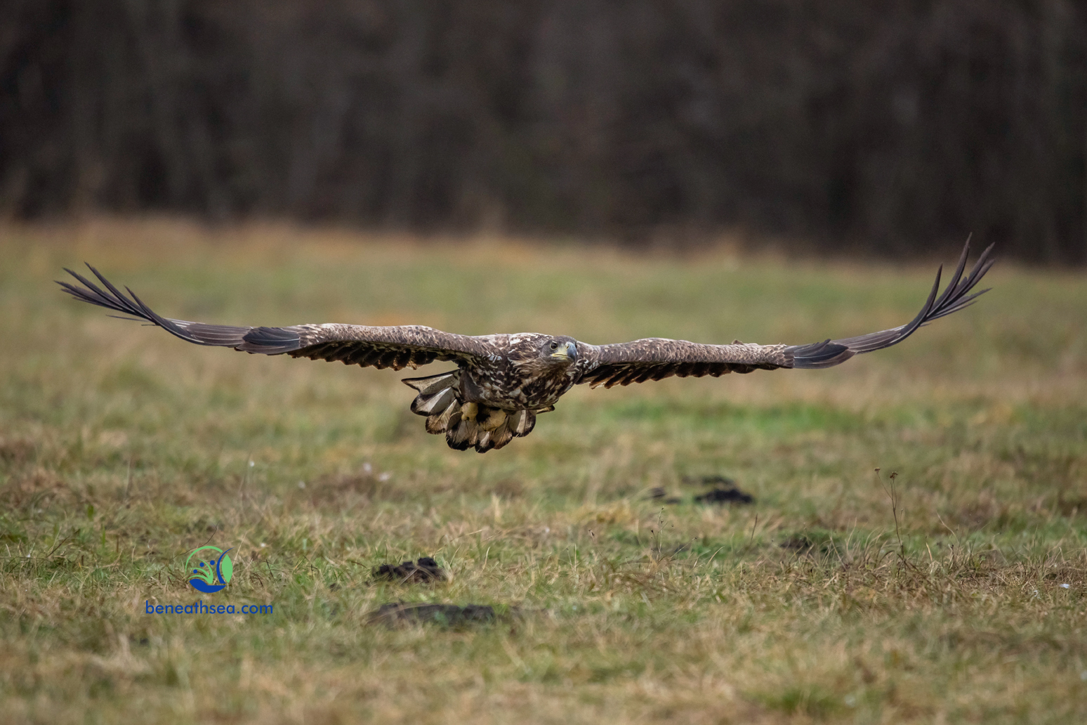 juveniler Seeadler im Anflug