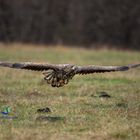 juveniler Seeadler im Anflug