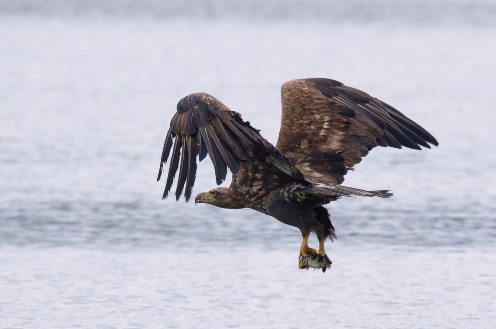 Juveniler Seeadler mit Beute 