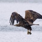 Juveniler Seeadler mit Beute 