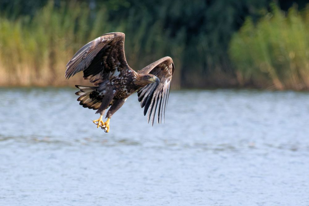 Juveniler Seeadler mit Beute