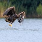 Juveniler Seeadler mit Beute