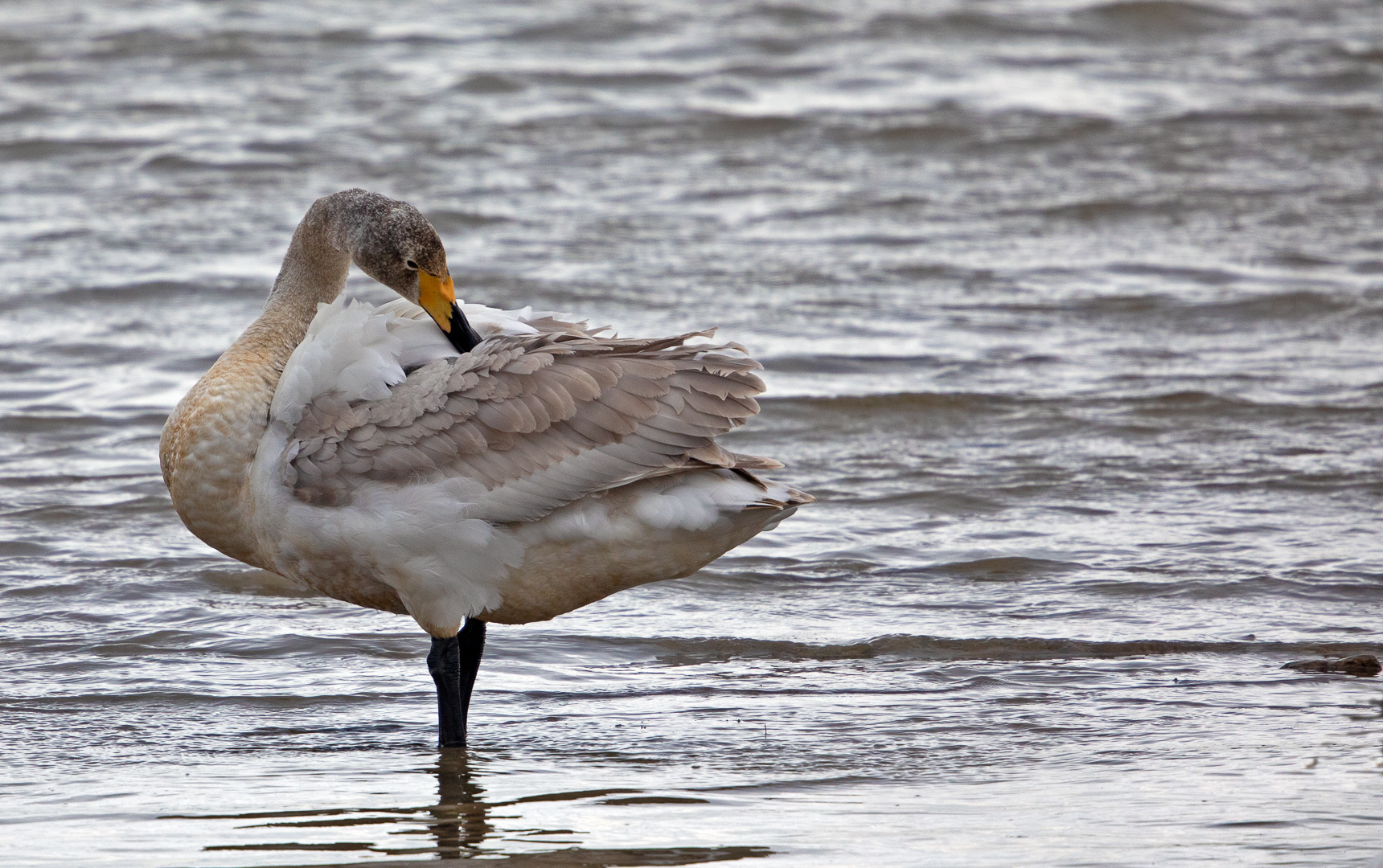 Juveniler Singschwan ...