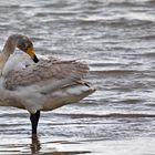 Juveniler Singschwan ...