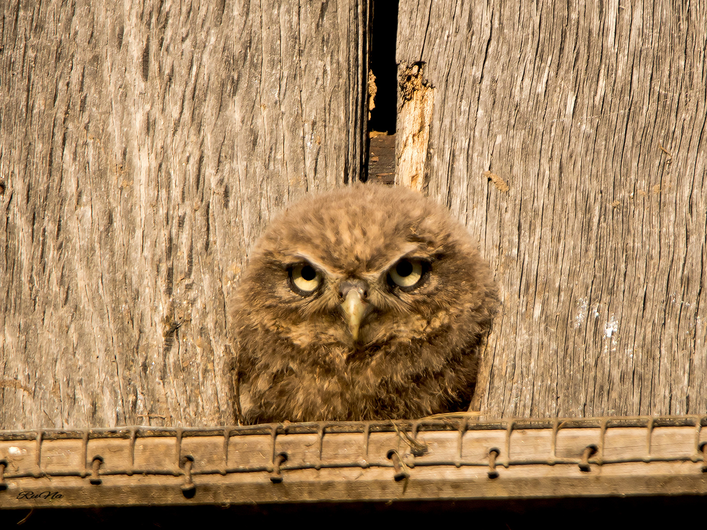 juveniler Steinkauz