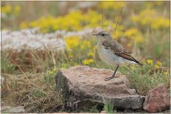 Juveniler Steinschmätzer