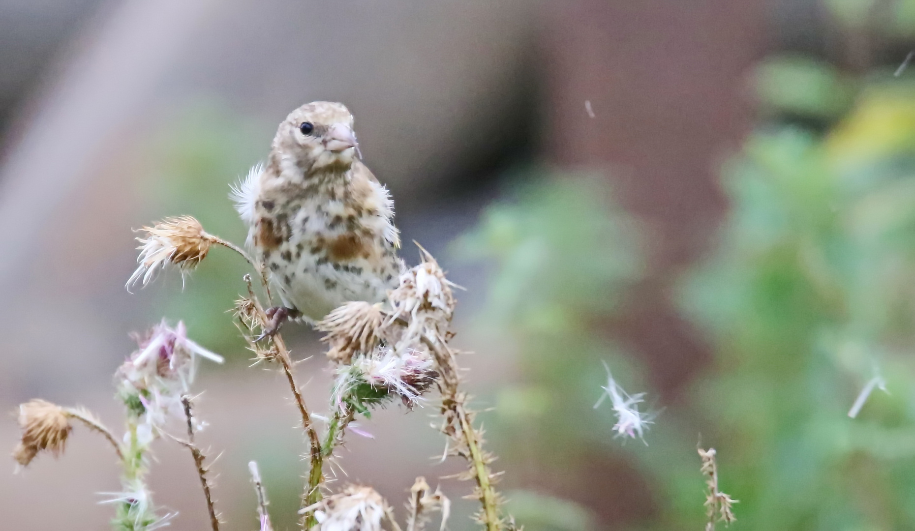 juveniler Stieglitz