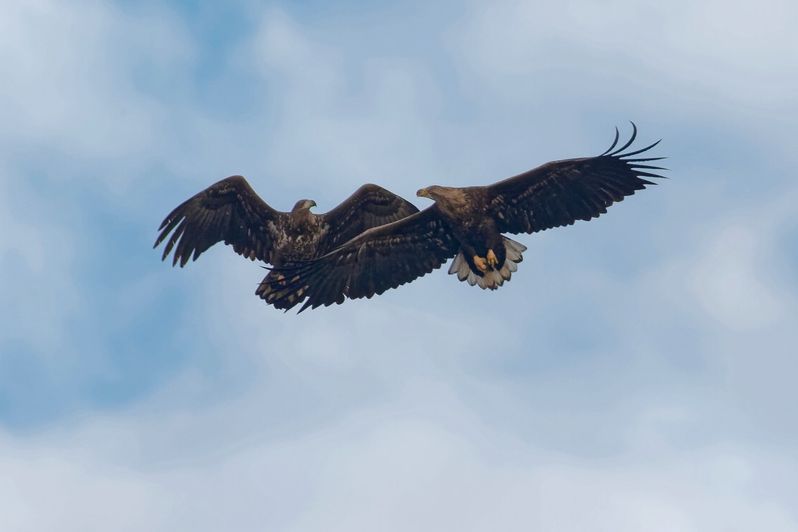 Juveniler und Immaturer Seeadler 