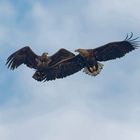 Juveniler und Immaturer Seeadler 