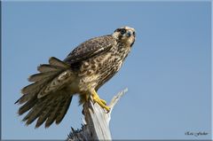 Juveniler Wanderfalke