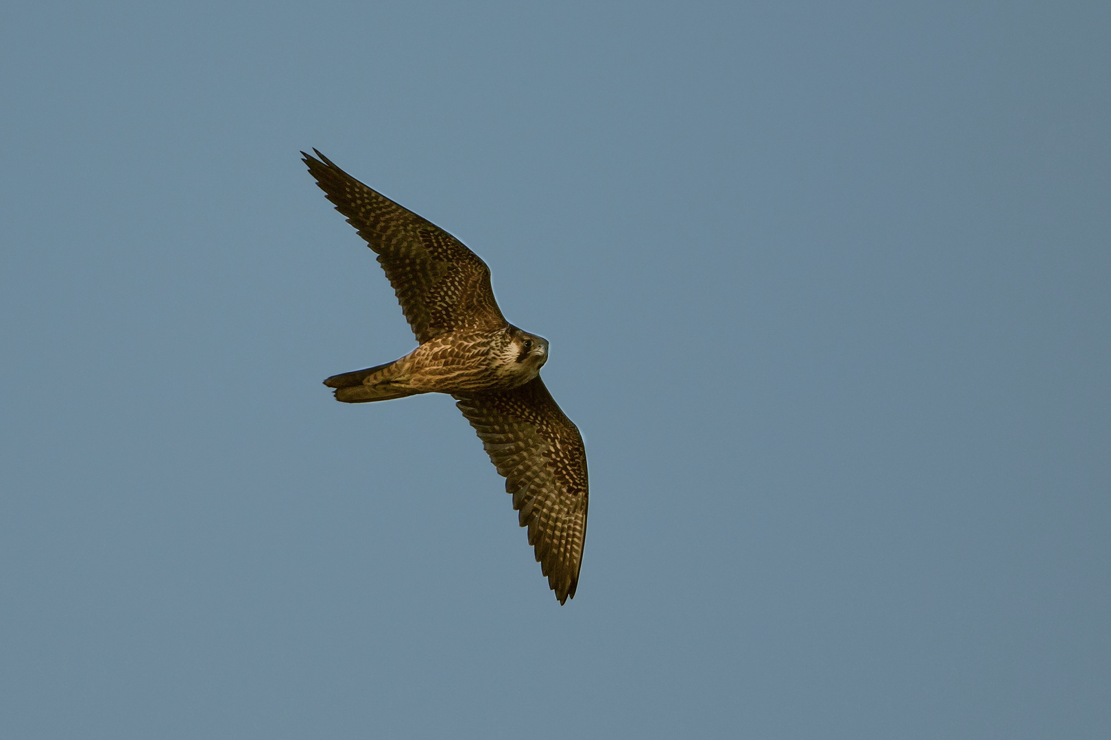 Juveniler Wanderfalke