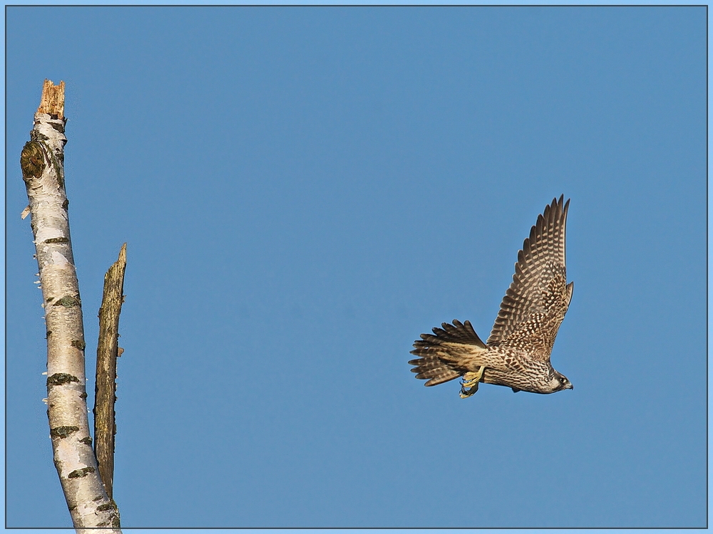 Juveniler Wanderfalke