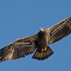 Juveniler Weißkopfseeadler