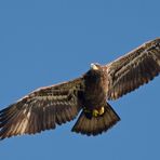 Juveniler Weißkopfseeadler