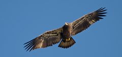 Juveniler Weißkopfseeadler