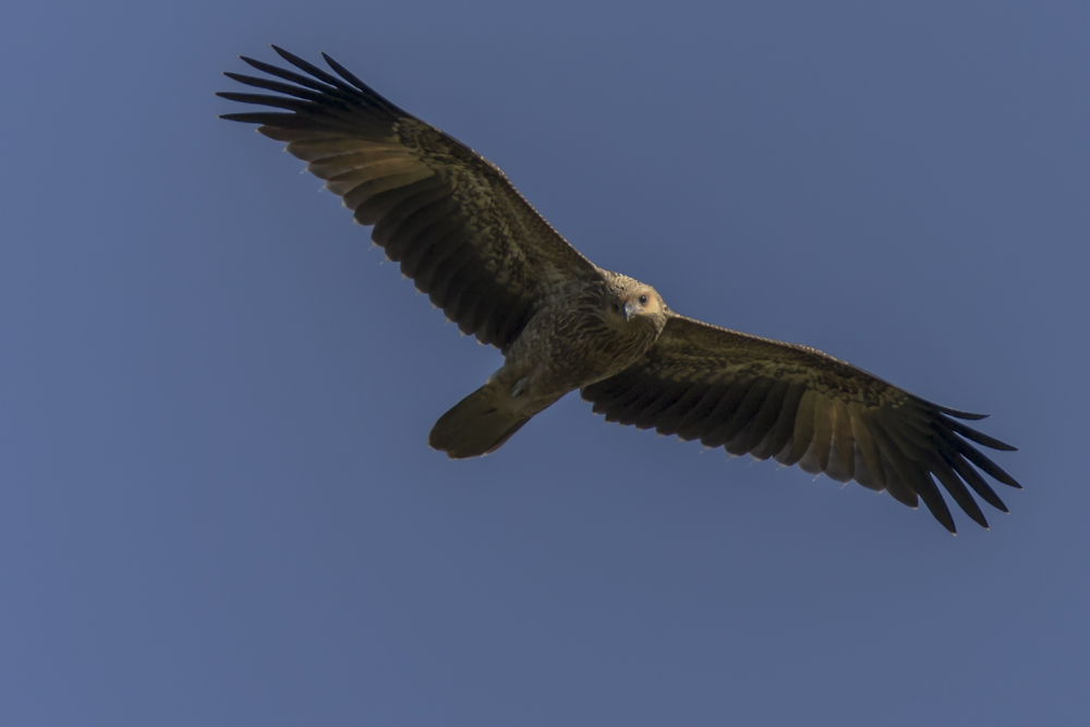 Juveniler Whistling Kite