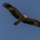 Juveniler Whistling Kite