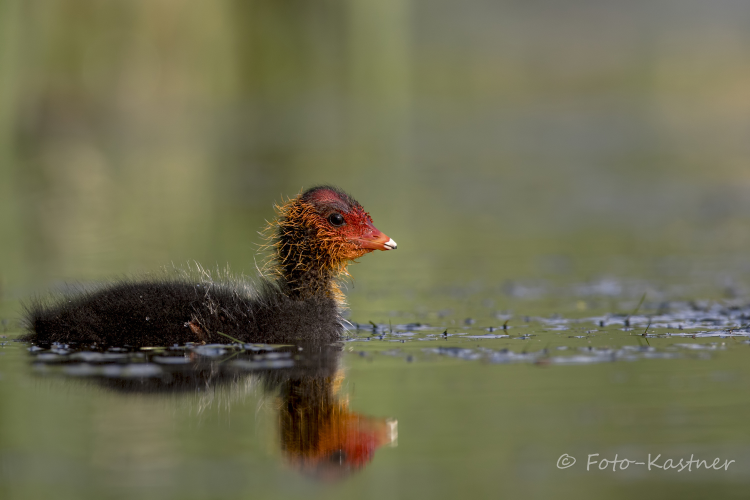 juveniles Blässhuhn (Fulica atra)