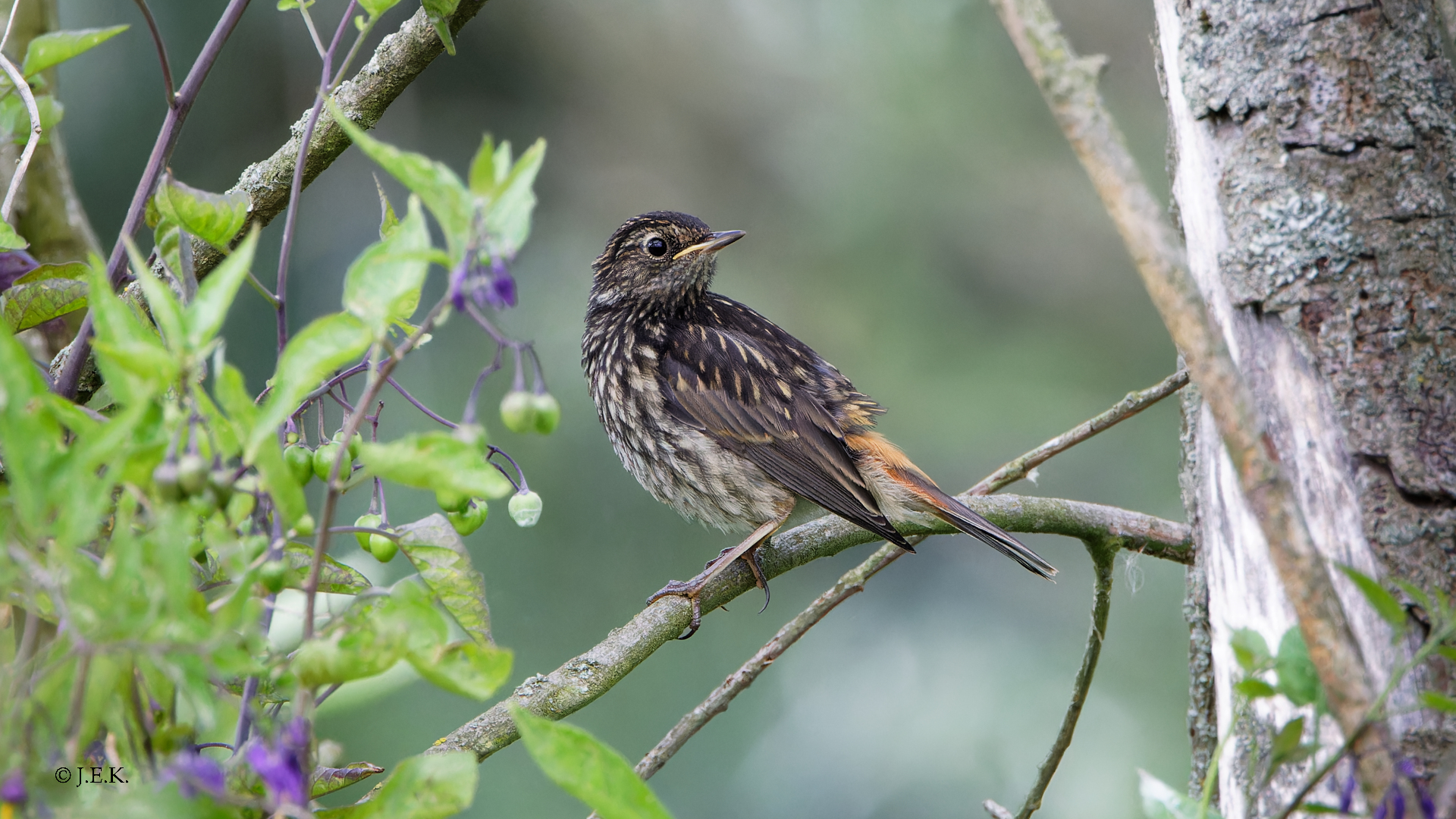 juveniles Blaukehlchen