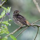 juveniles Blaukehlchen