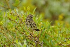 Juveniles Blaukehlchen in Norwegen