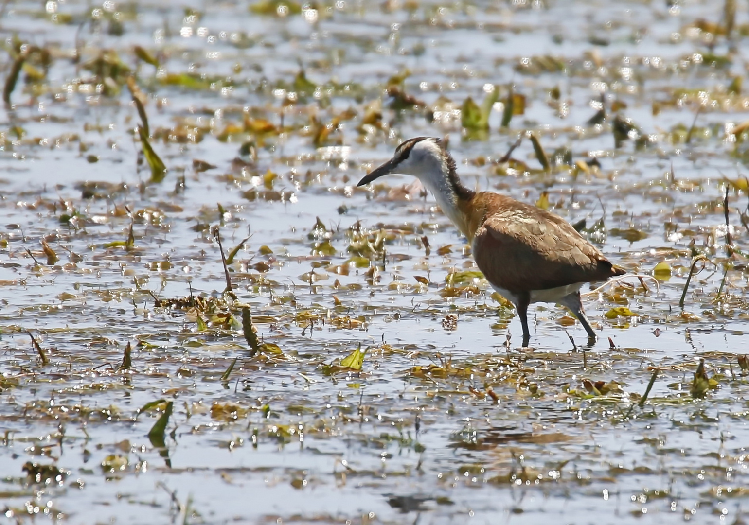 juveniles Blaustirn-Blatthühnchen