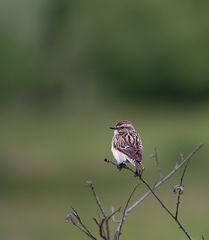 - Juveniles Braunkehlchen -