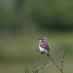 - Juveniles Braunkehlchen -